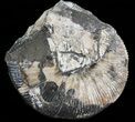 Wide Kosmoceras Ammonite - England #42651-1